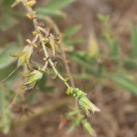Crotalaria lunulata B.Heyne ex Wight & Arn.